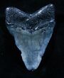 Bargain Megalodon Tooth - Venice, FL #3810-1